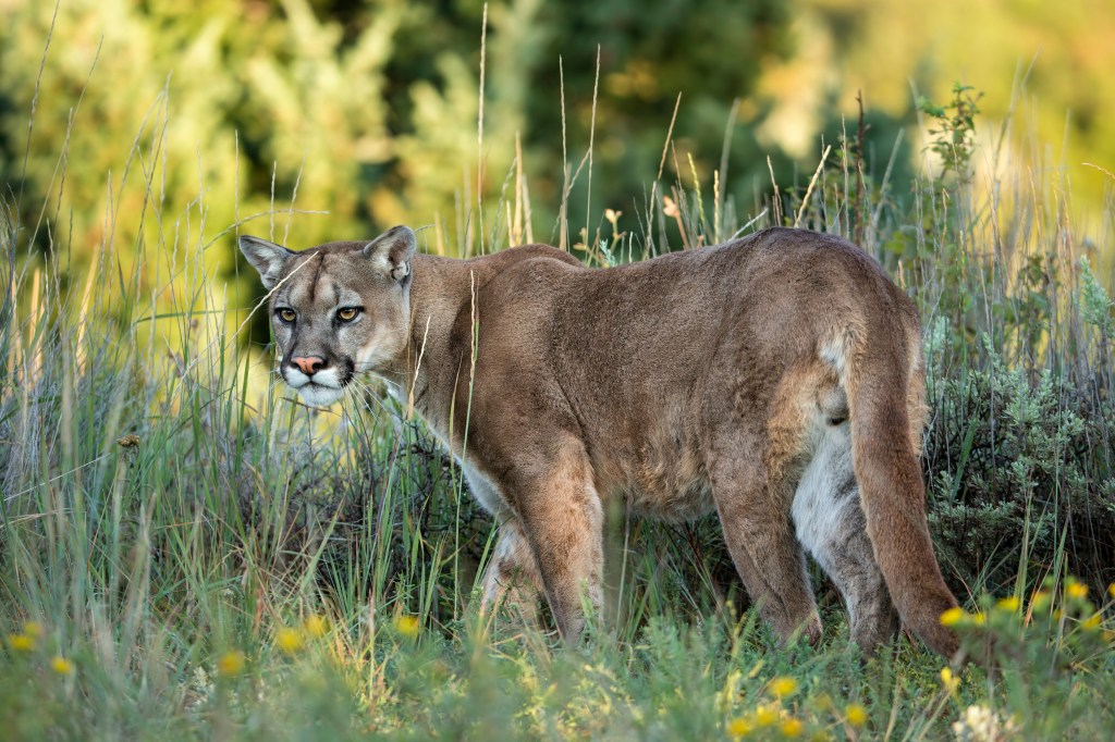 Mountain lion in tall grass