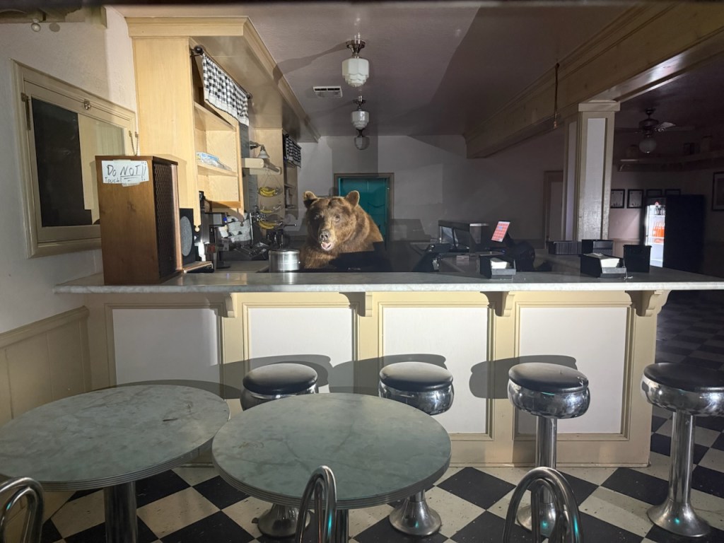 Bear behind the counter of an ice cream shop.