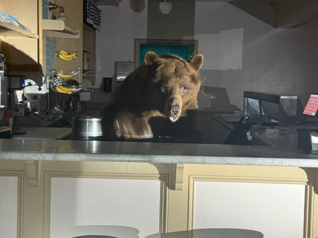 Bear behind the counter of an ice cream shop.