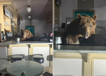 Massive bear raids Lake Tahoe ice cream parlor — and went wild for this particular flavor