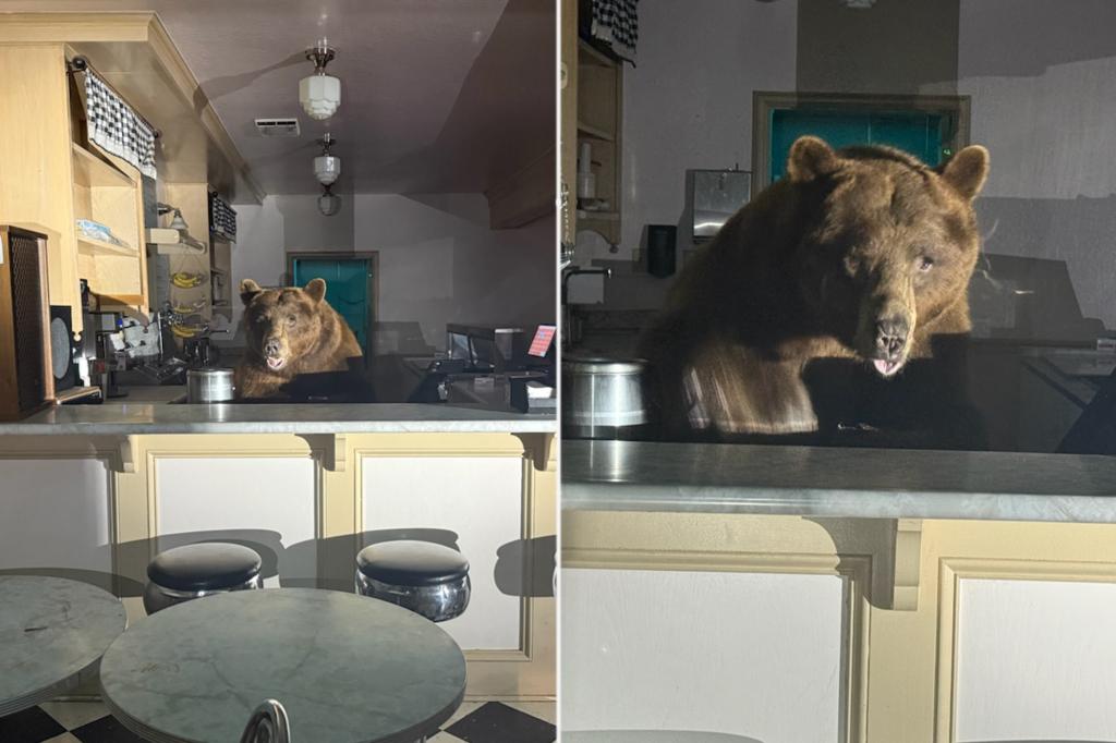Massive bear raids Lake Tahoe ice cream parlor — and went wild for this particular flavor