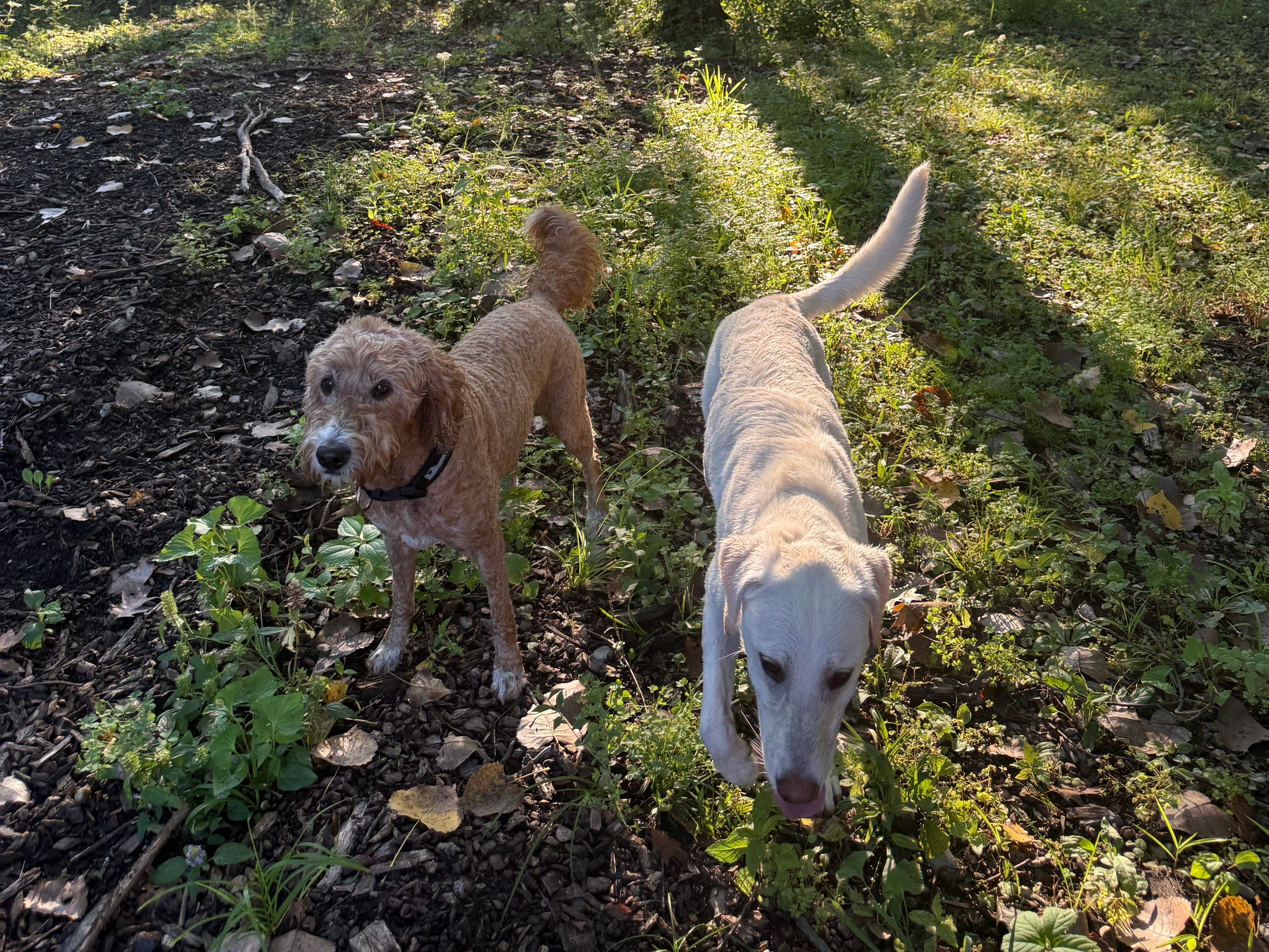 Tracey Halama, CEO of Supergut, has two dogs (pictured) who she says are "a huge part" of her life.