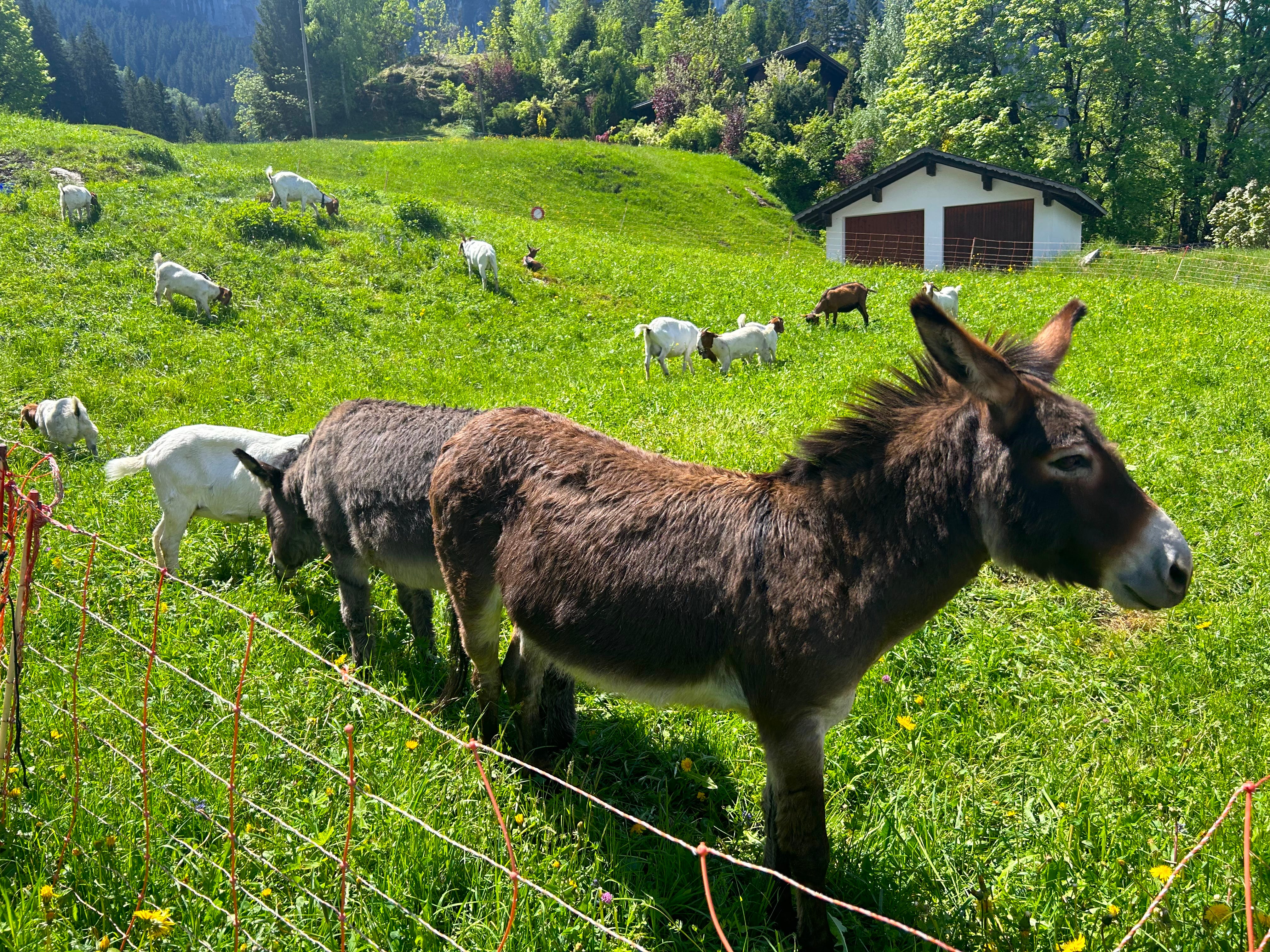 Mini donkey
