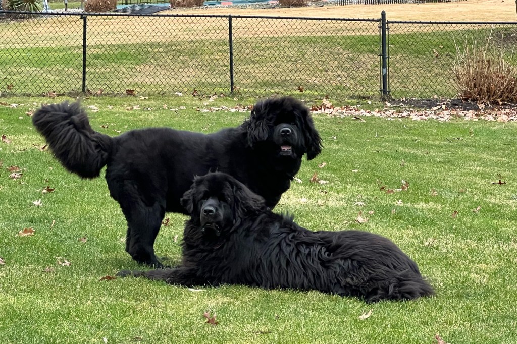 Two black Newfoundland dogs in a yard.