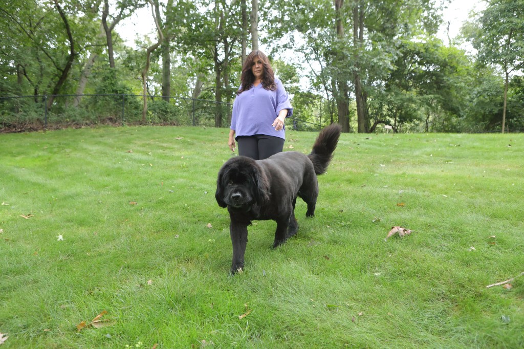 Karen Freed walking her Newfoundland dog, Kyra, on the grass.