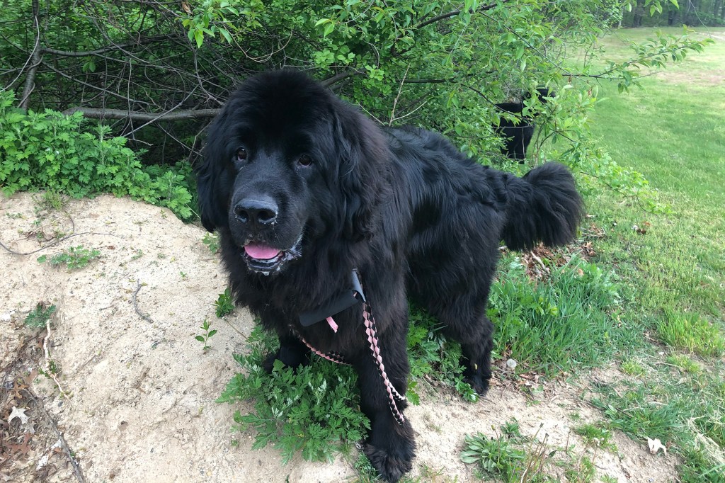 Black Newfoundland dog outdoors.