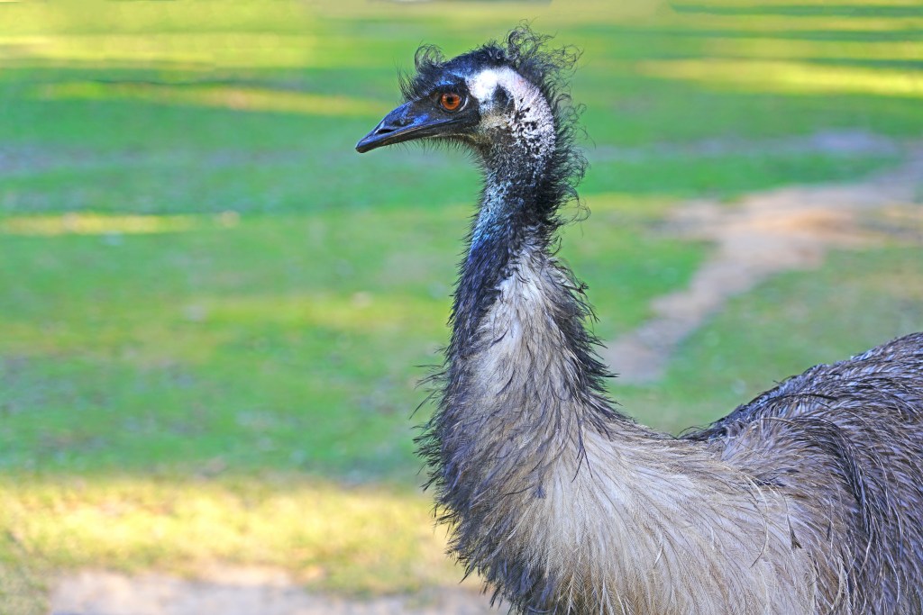 Emu in Australia.