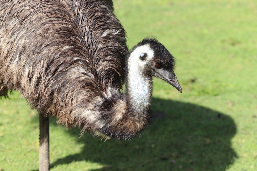 Emu in a zoo.