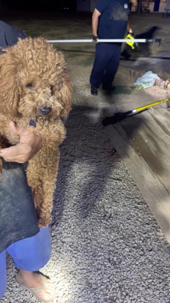 A person holding a brown poodle.