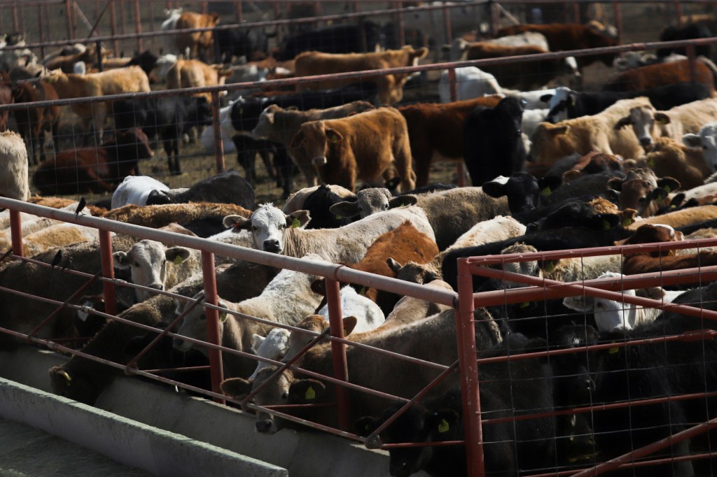 Cattle are detained in the pens of the Chihuahua Regional Livestock Union , at the Jeronimo-Santa Teresa border crossing in Ciudad Juarez, Mexico on November 27, 2024.