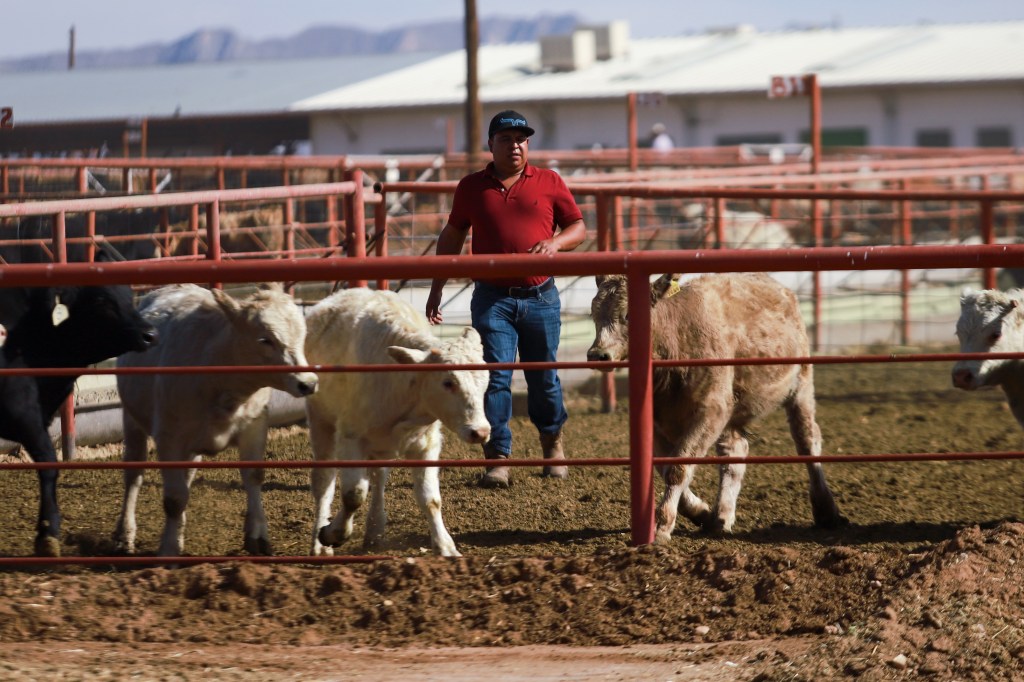 The USDA has estimated a screwworm outbreak could cost the economy in Texas, the biggest US cattle-producing state, about $1.8 billion in livestock deaths, labor costs and medication expenses.
