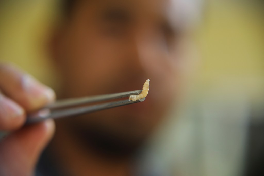 Screwworm larva held with tweezers.