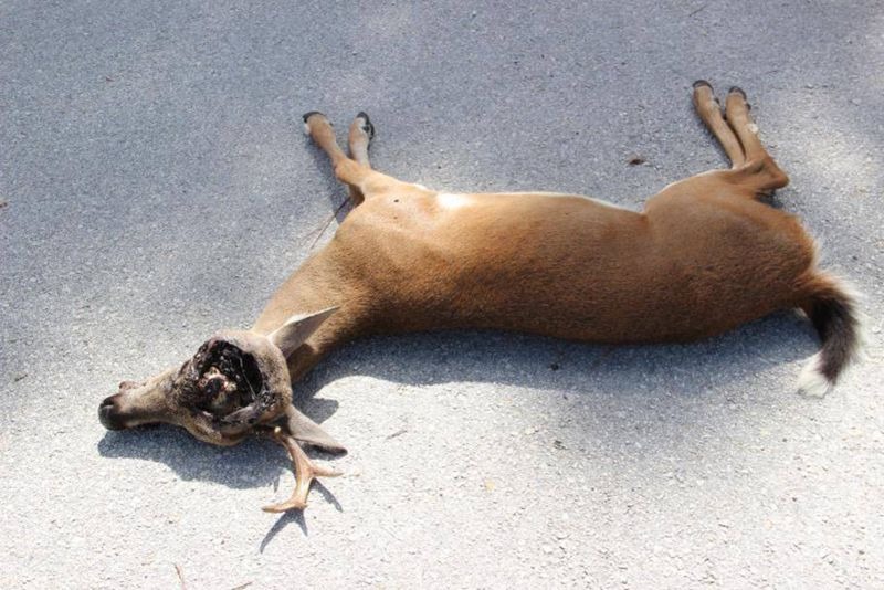 Dead Key deer on the ground, victim of screwworm infestation.