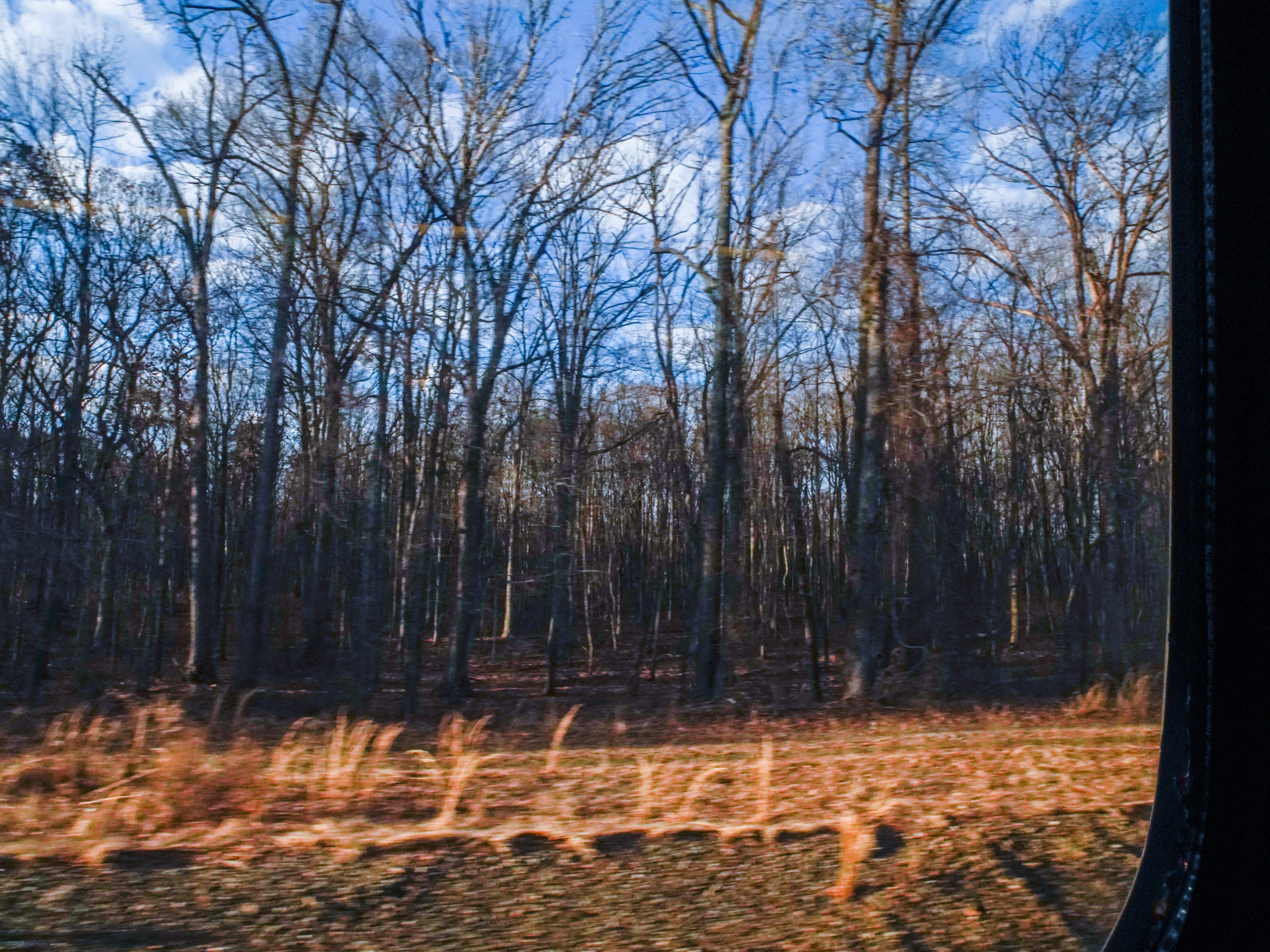 A view of bare trees out the window of an Amtrak
