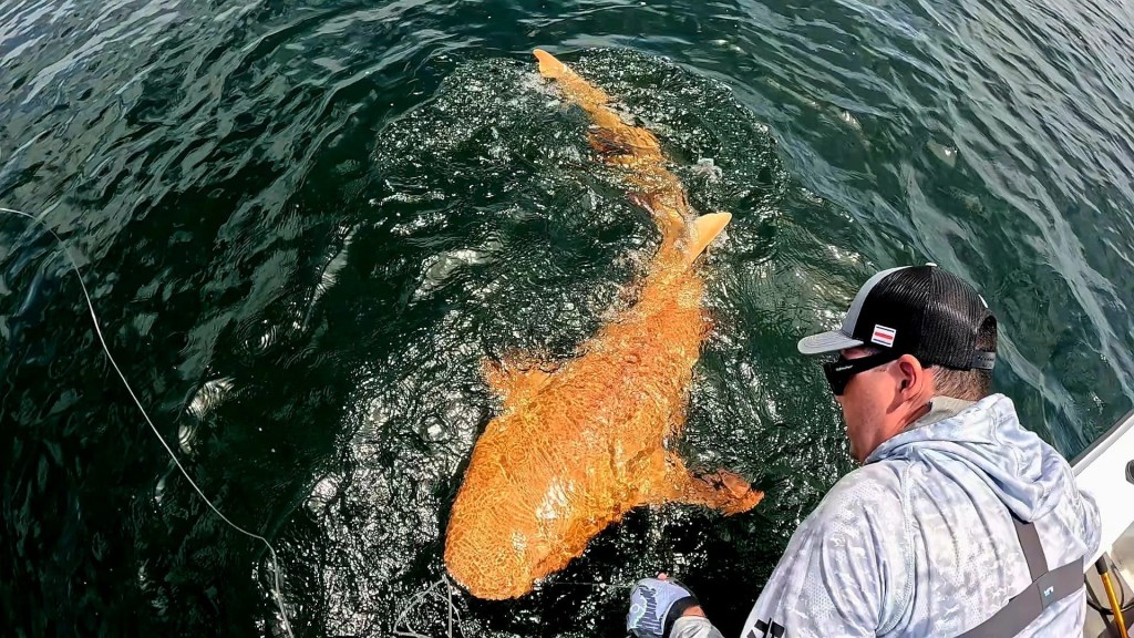 Angler with a large sand tiger shark.