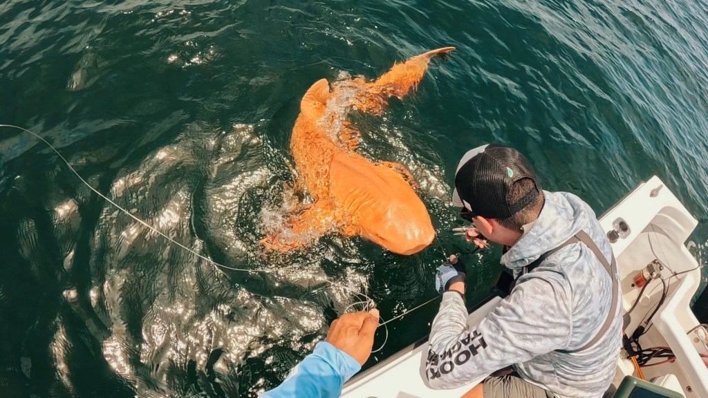 Anglers releasing a large orange shark.