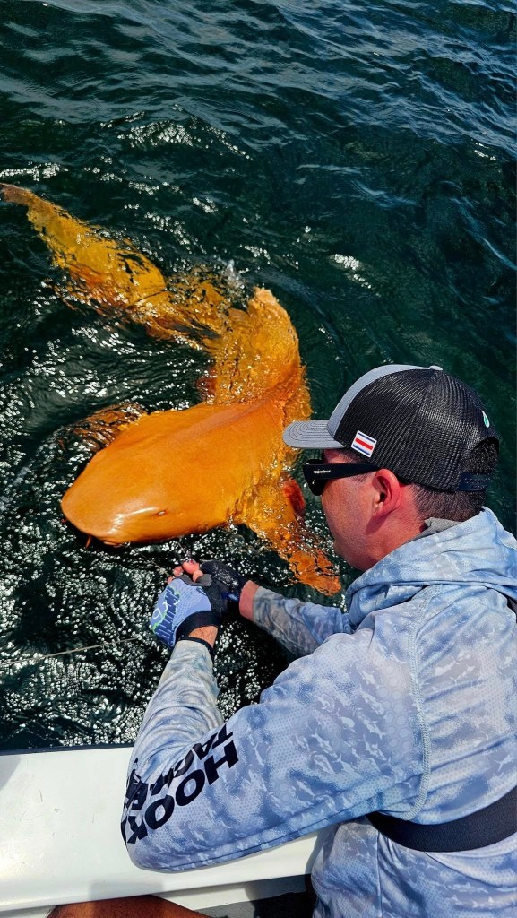 A man releasing a large orange shark back into the ocean.