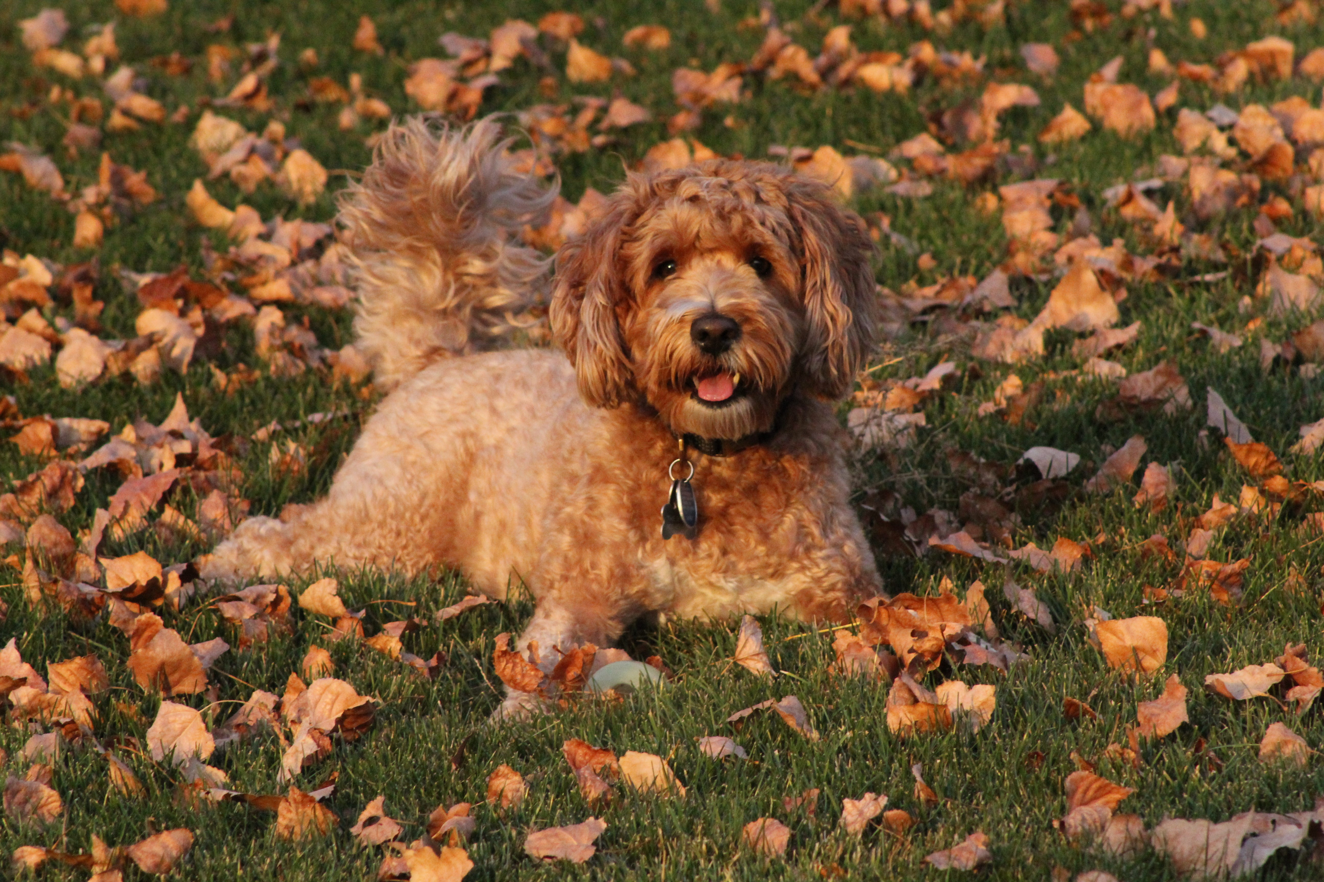 A Golden Doodle in fall leaves