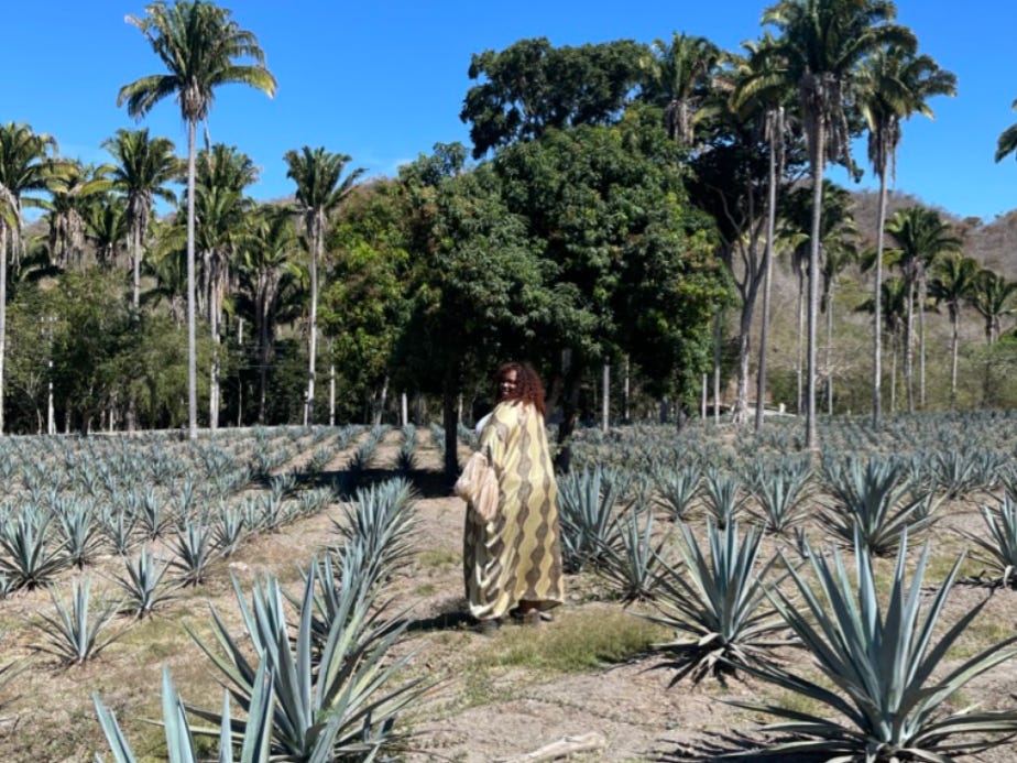 Agave fields at the ranch at Four Seasons Tamarindo in Mexico.