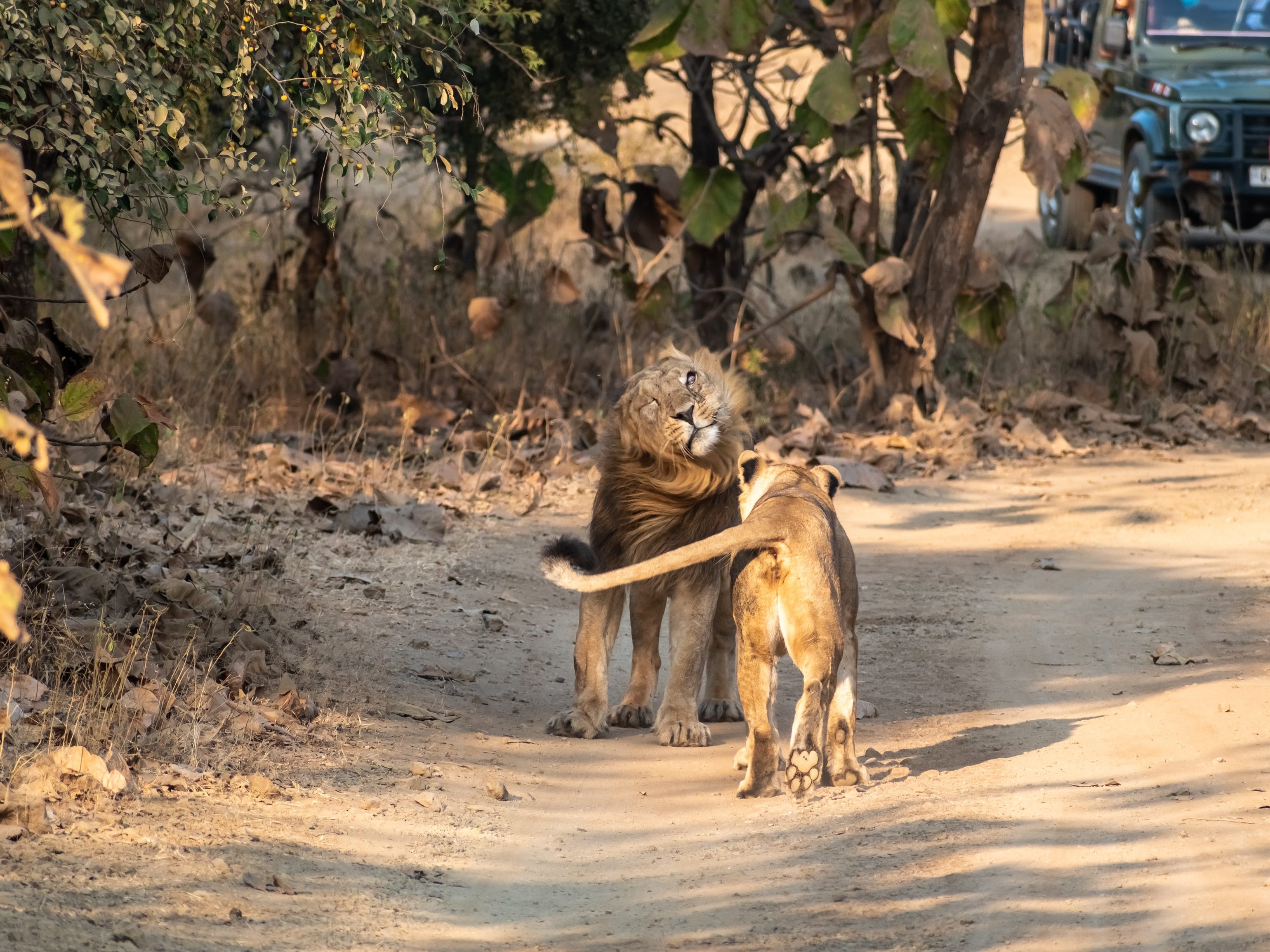 Asiatic lions at Gir National Park, India.