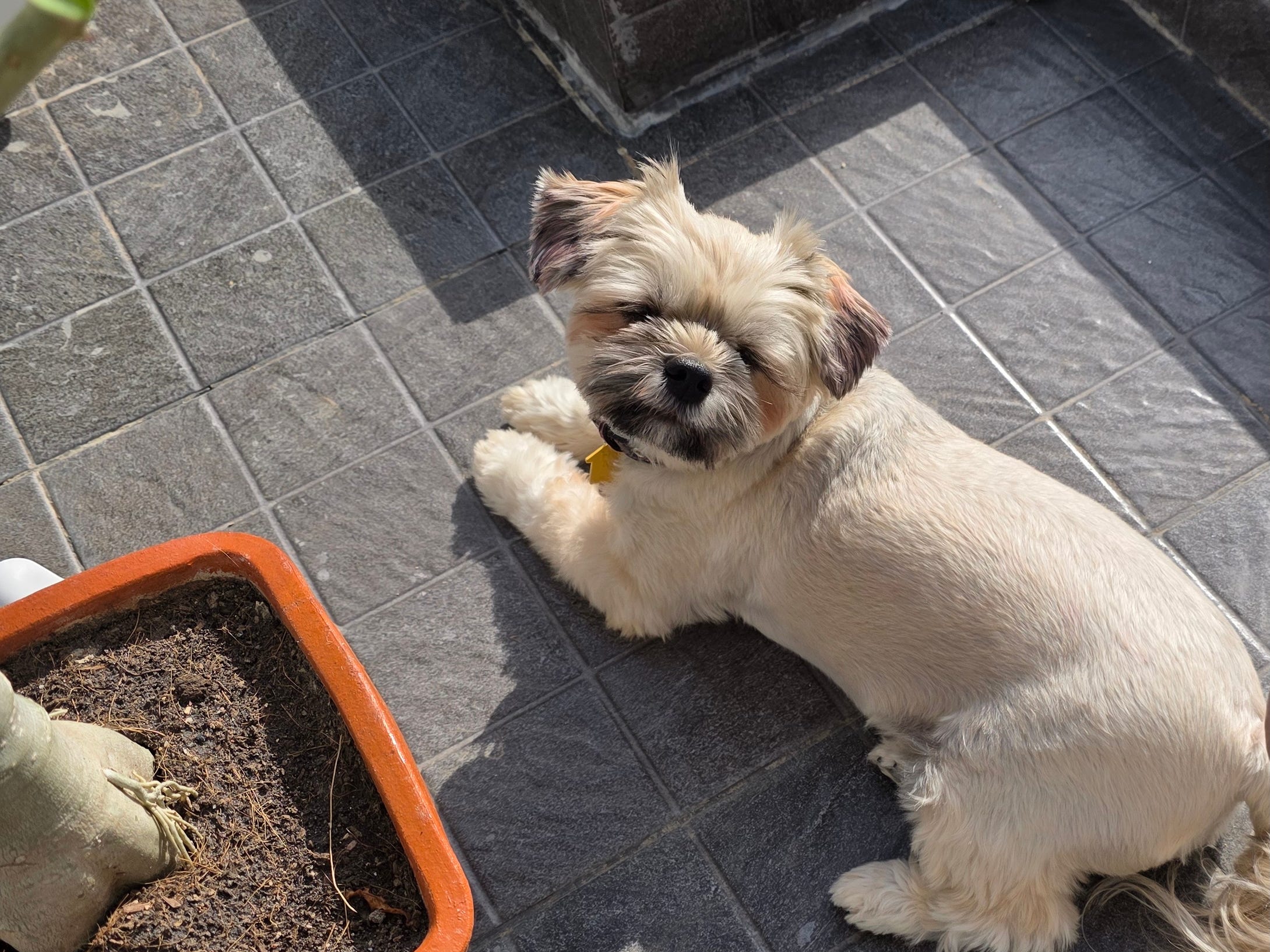 A dog.