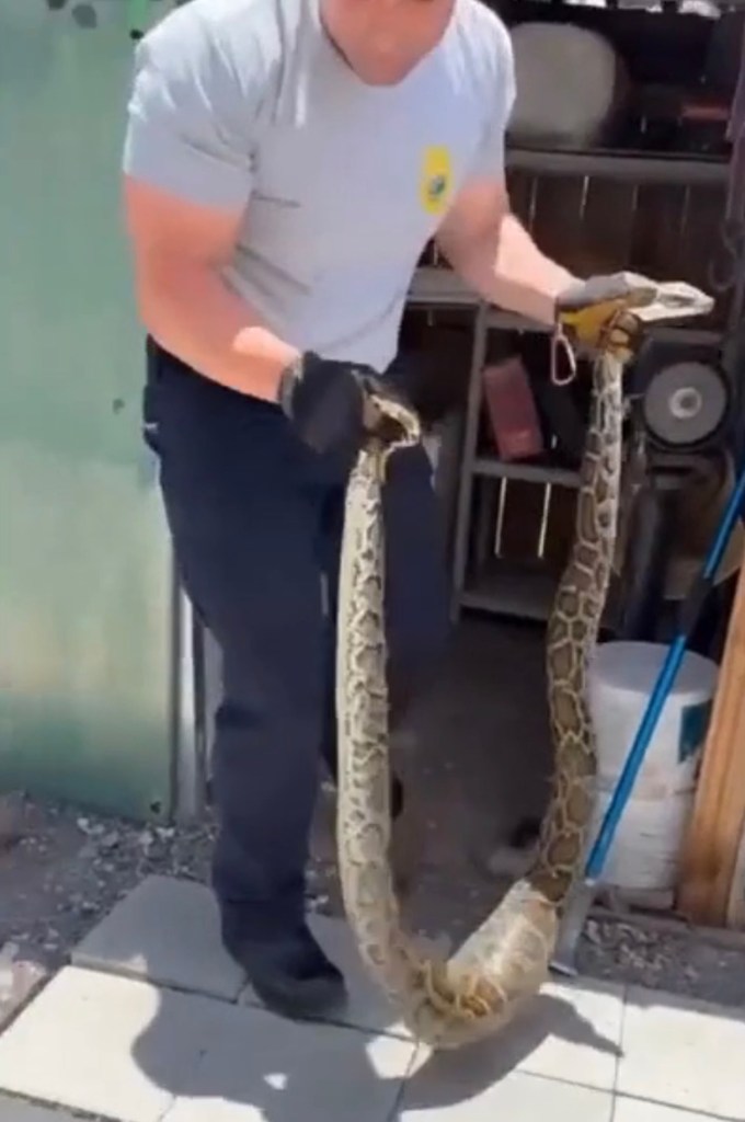 Fire rescue captain removing a Burmese python from a home.