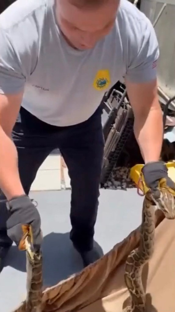 Firefighter removing Burmese python from a home.