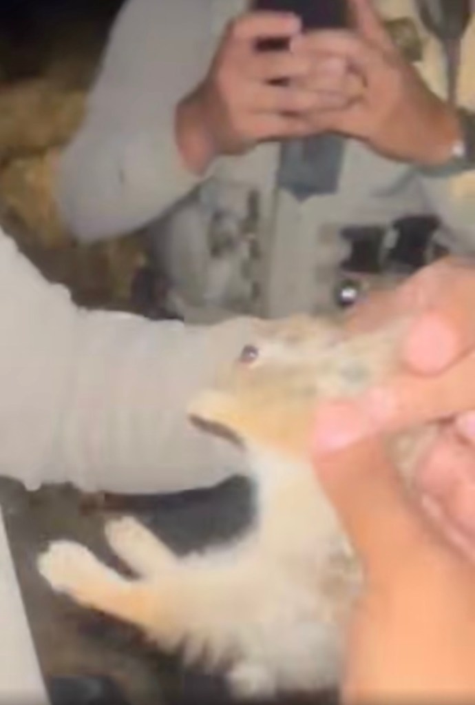 A small rabbit held by a person.