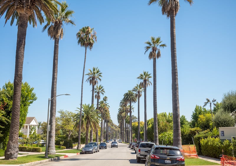 View of palm trees on Hillcrest Drive in Beverly Hills on July 30, 2020 in Los Angeles, California.