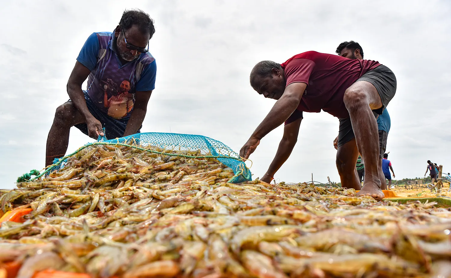 Three workers stand next to a giant pile of shrimp that fills the foreground.