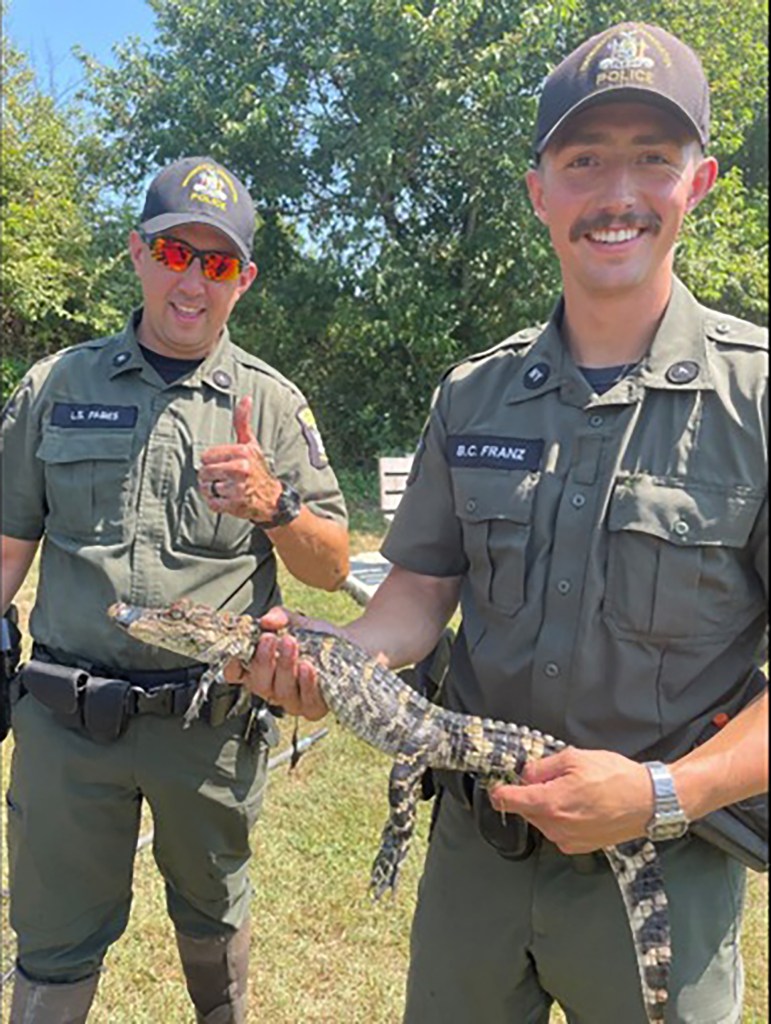 ECO Franz responded to a report of an alligator in a freshwater pond at Cow Meadow Preserve