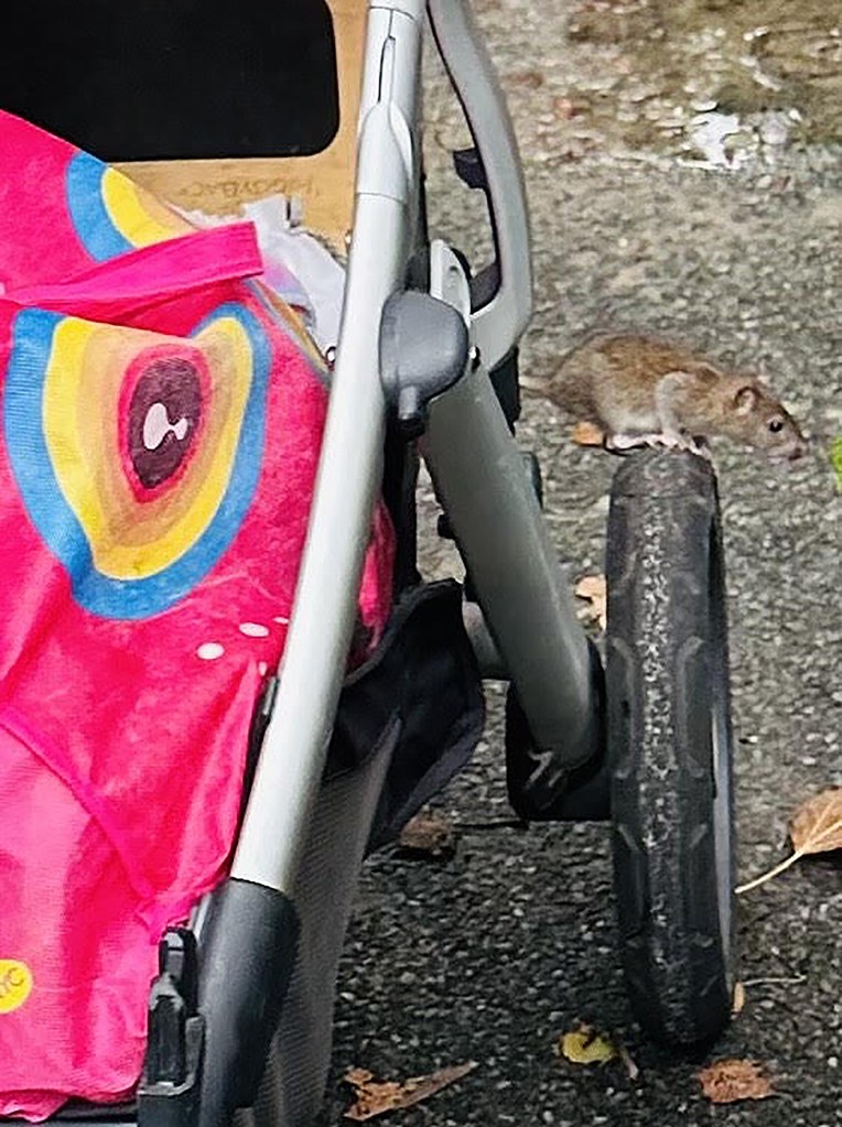 Rat on stroller wheel.