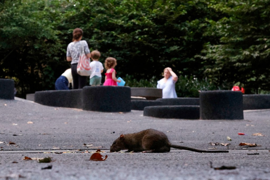 Rat eating in a playground with people in the background.