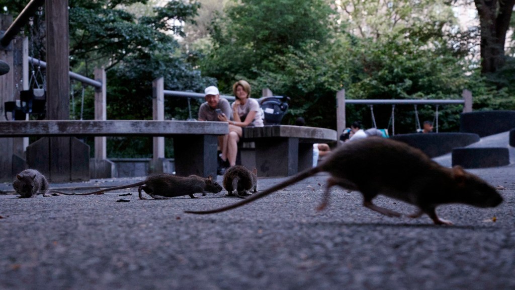 Rats in a playground.