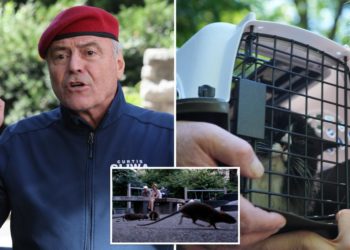 Curtis Sliwa calls for feral cat ‘colonies’ to claw back at NYC rat problem: ‘Caped crusaders at night’