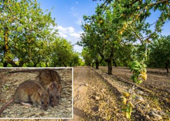 $300M in losses projected in California as almond farms overrun with nut-hungry rats