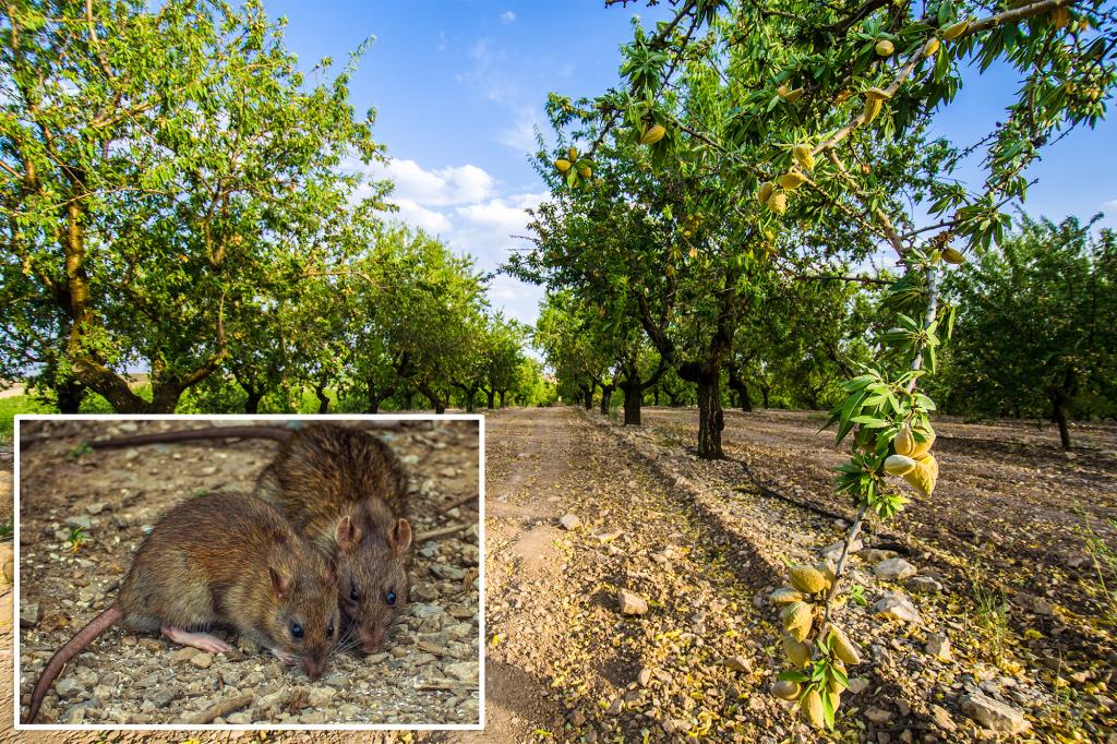 $300M in losses projected in California as almond farms overrun with nut-hungry rats