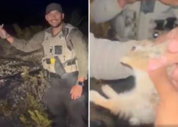 4 New Mexico deputies fired in wake of viral video showing smiling cop chucking baby rabbit at cruiser