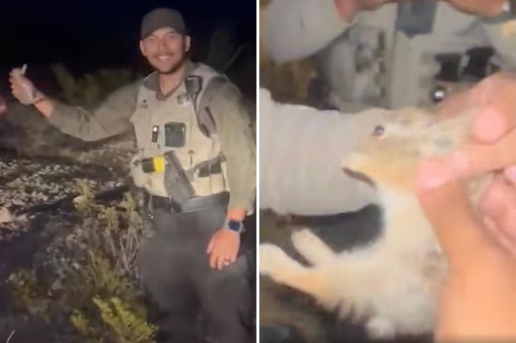 4 New Mexico deputies fired in wake of viral video showing smiling cop chucking baby rabbit at cruiser