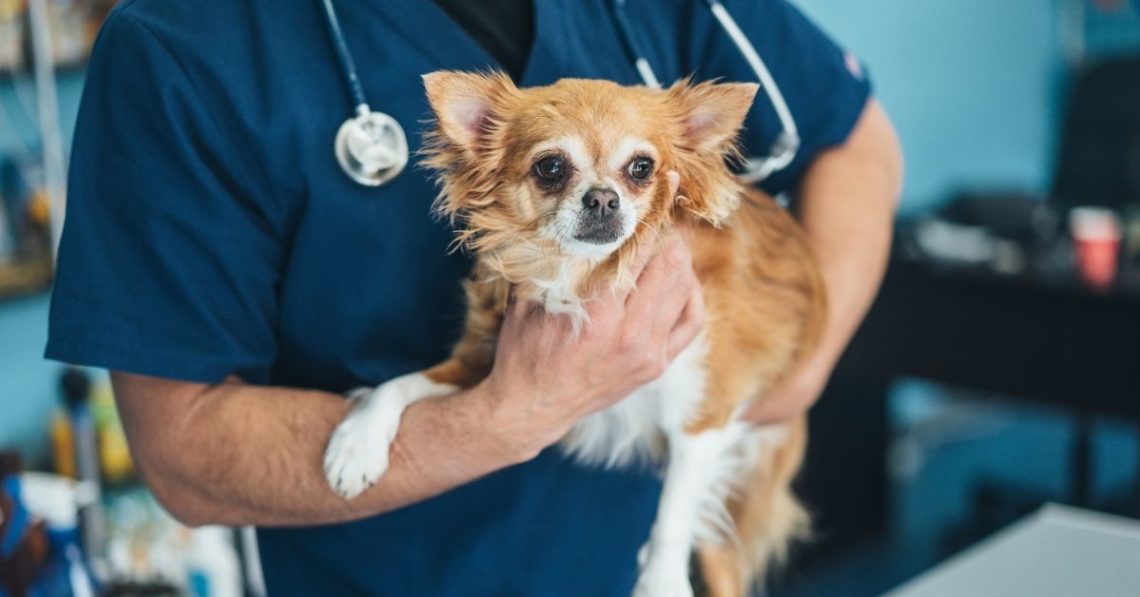 5 Dog Breeds You Don’t Want as Pets, According to a Veterinarian