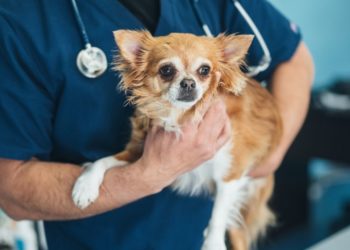 5 Dog Breeds You Don’t Want as Pets, According to a Veterinarian