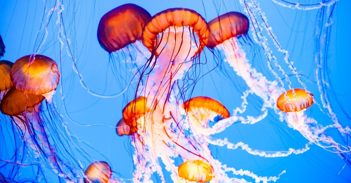 A Swarm of Jellyfish Just Took Out a French Nuclear Power Plant
