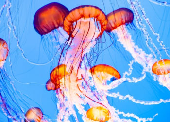 A Swarm of Jellyfish Just Took Out a French Nuclear Power Plant