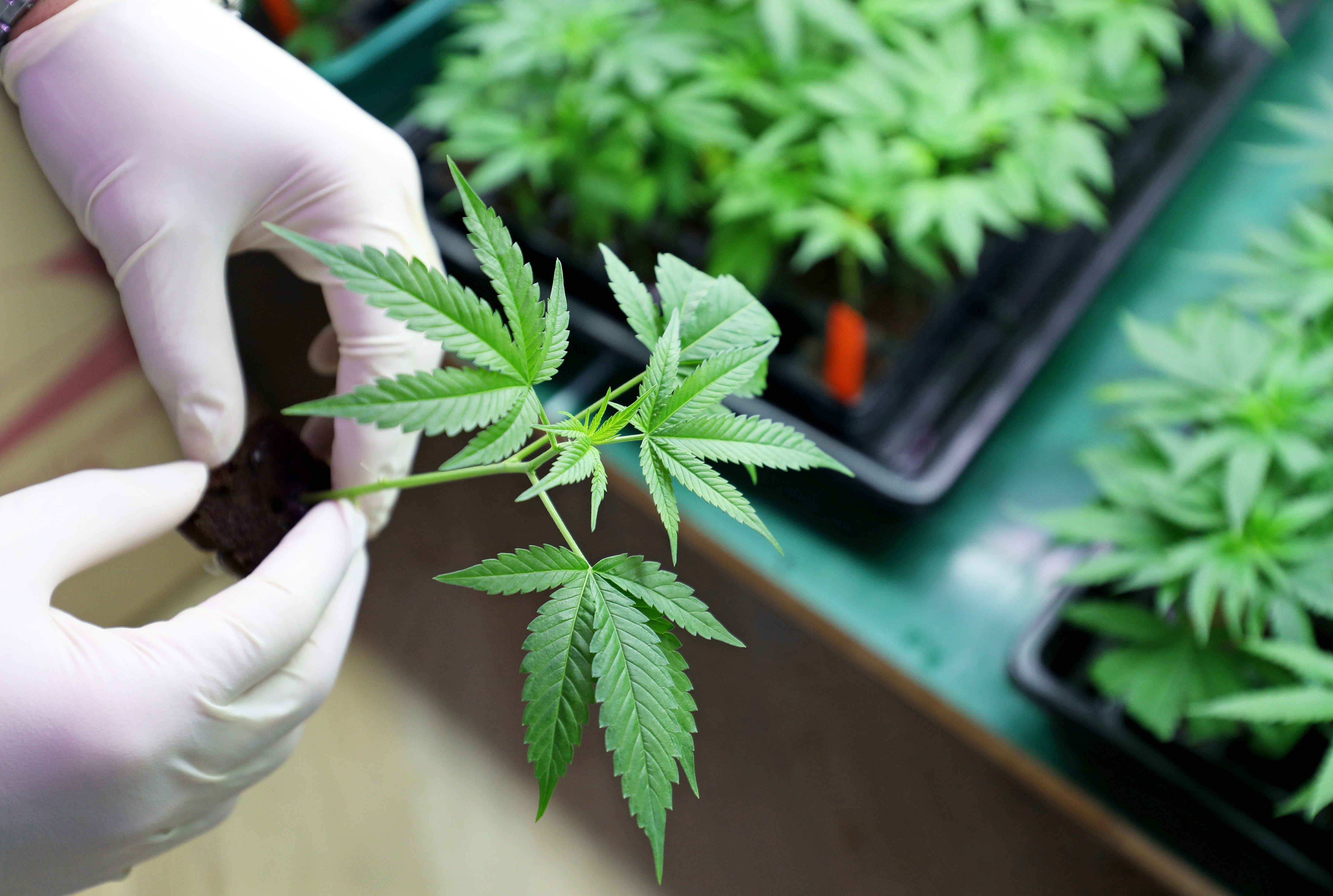 Indoors marijuana growing, planting cannabis, holding it in a hand