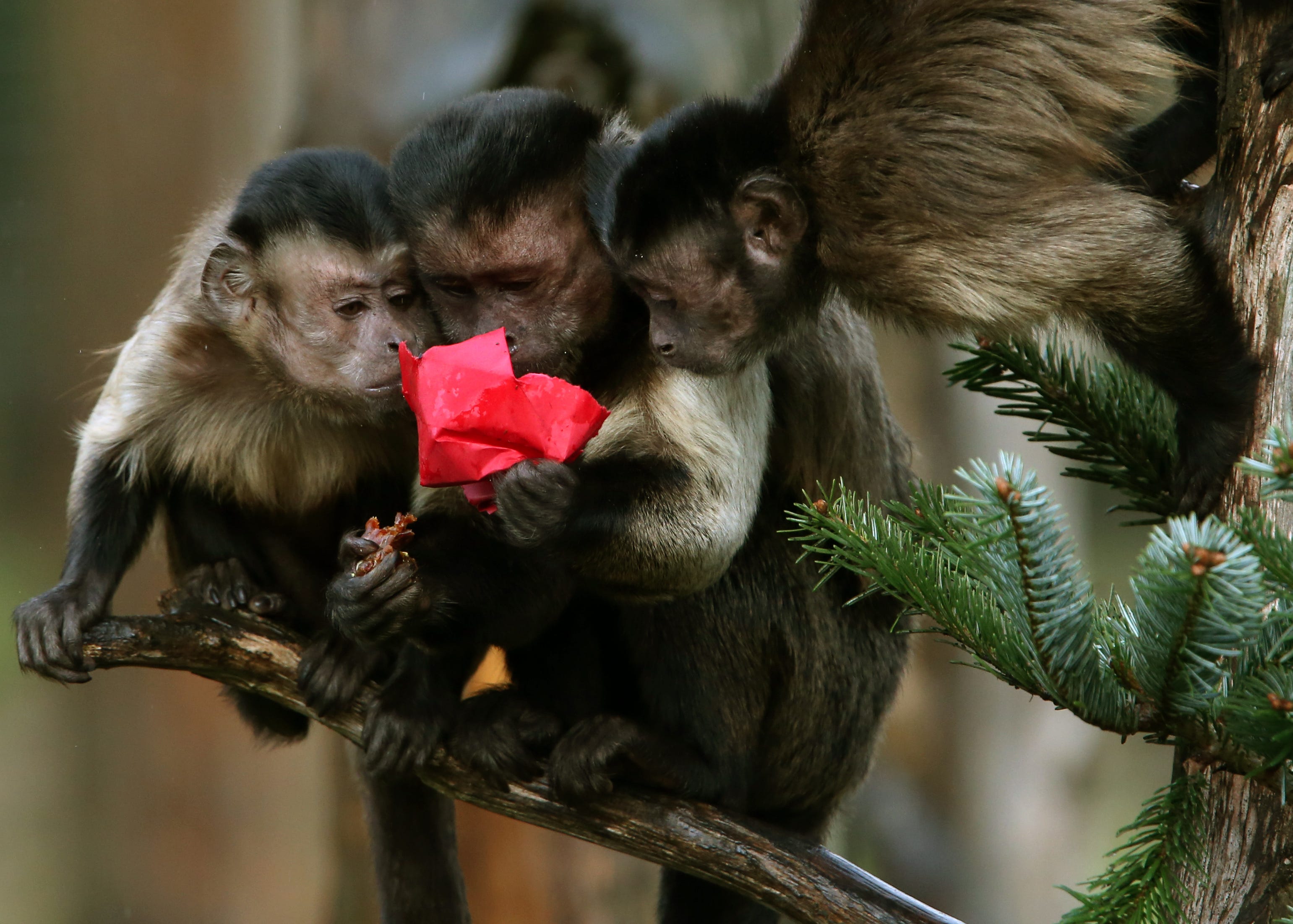 Capuchin monkeys explore a specially decorated Christmas tree and play with the animal-friendly decorations filled with their favourite treats at Edinburgh Zoo.