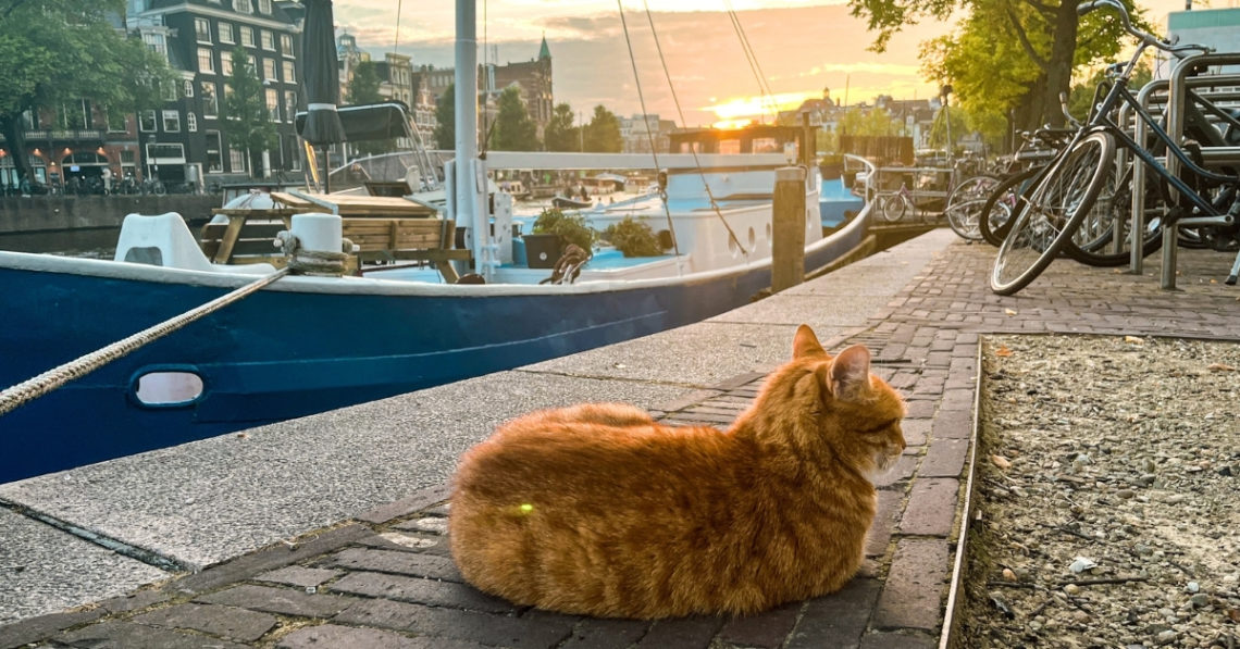 Amsterdam Is Building Tiny Staircases To Help Stray Cats Exit Its Iconic Canals