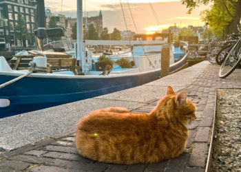 Amsterdam Is Building Tiny Staircases To Help Stray Cats Exit Its Iconic Canals