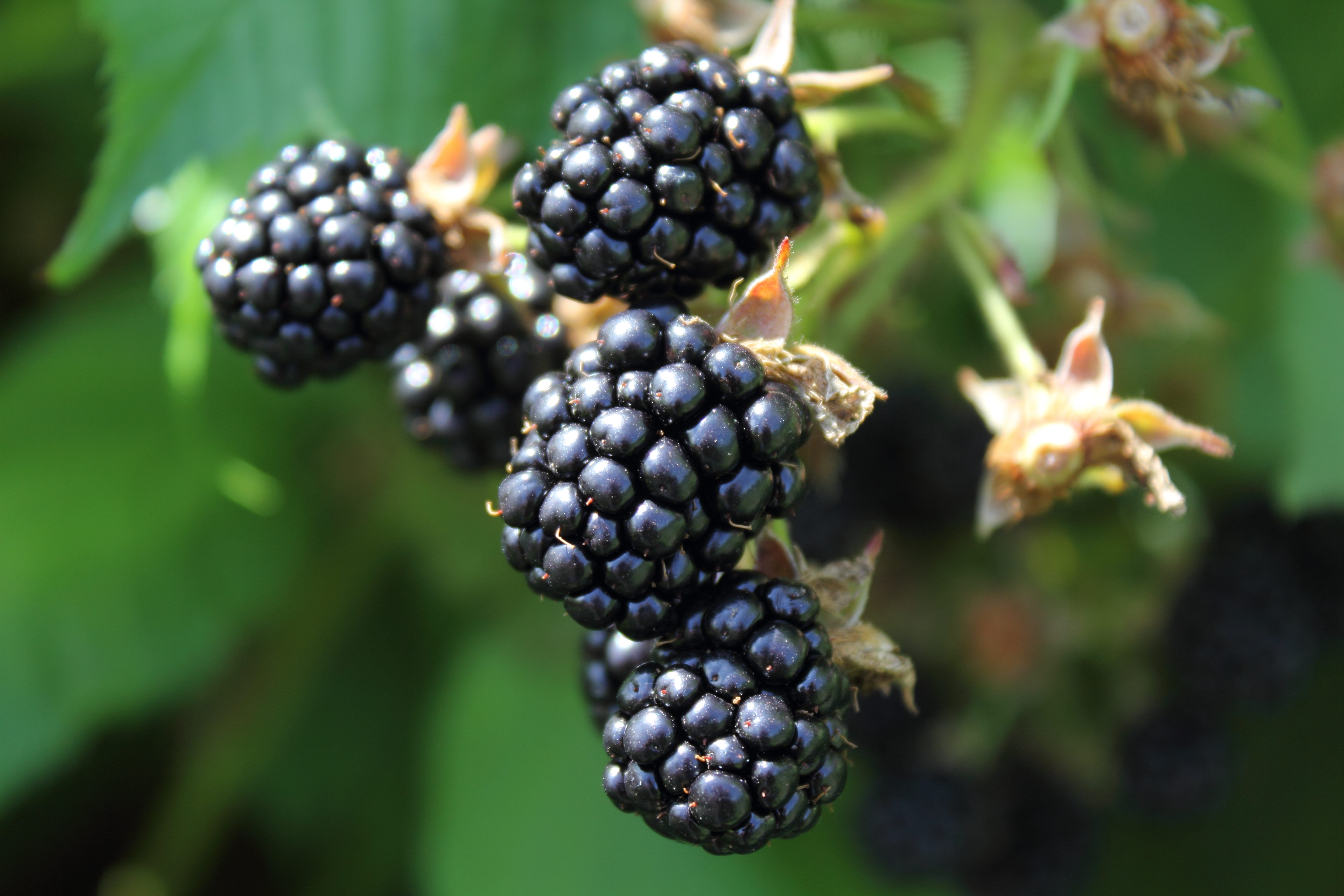 blackberries