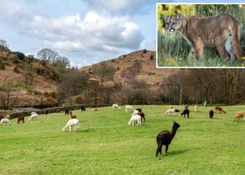 Band of mountain lions savagely attack California farm slaughtering 15 alpacas: ‘They just killed’