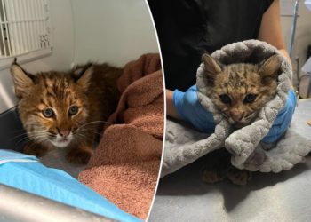 Bobcat kitten ailing from suspected rat poisoning saved by New England teamwork